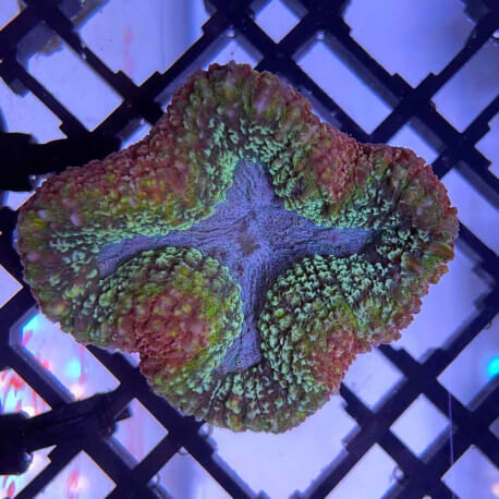 Lobophyllia sp tricolor L1