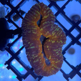 Lobophyllia sp red mix small