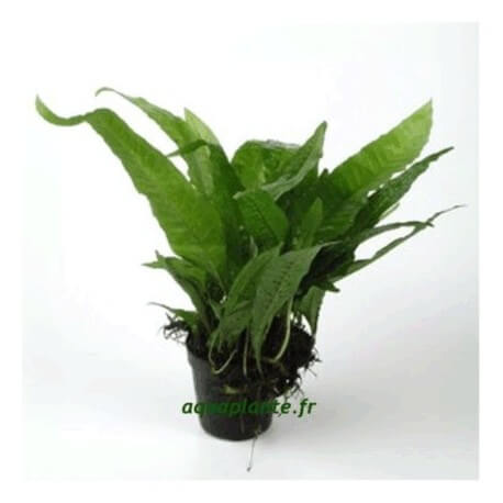 Microsorum Pteropus - Plante d'aquarium facile et solide