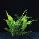 Microsorum Pteropus - Plante d'aquarium facile et solide