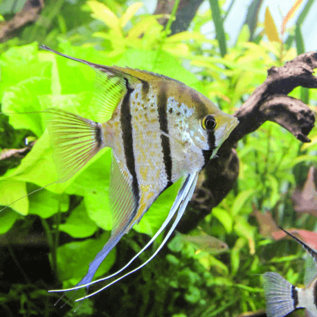 Pterophyllum scalare Rio Nanay 3-4cm