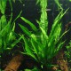 Microsorum Pteropus Pied Mère - Plante d'aquarium facile XXL