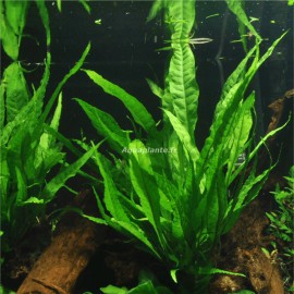 Microsorum Pteropus Pied Mère Tropica
