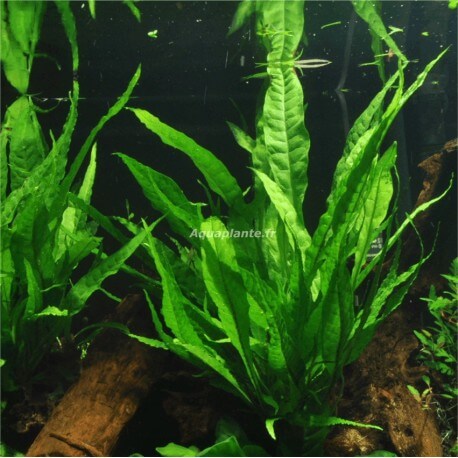 Microsorum Pteropus Pied Mère Tropica