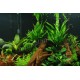 Microsorum Pteropus Pied Mère - Plante d'aquarium facile XXL