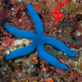 Linckia laevigata bleu - Etoile de mer bleue L