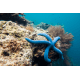 Linckia laevigata bleu - Etoile de mer bleue L