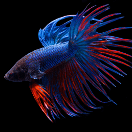 Betta Crowntail Blue mix