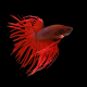 Betta Crowntail Red mix