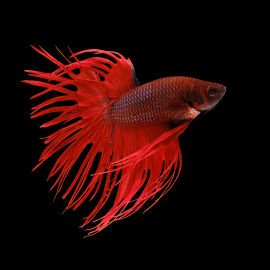 Betta Crowntail Red mix