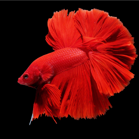 Betta splendens Halfmoon Red mix