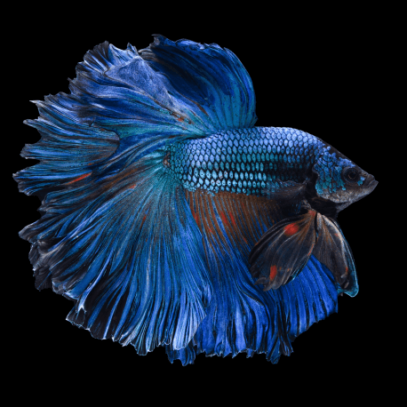 Betta splendens Halfmoon Blue mix