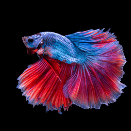 Betta splendens Halfmoon Multicolor mix