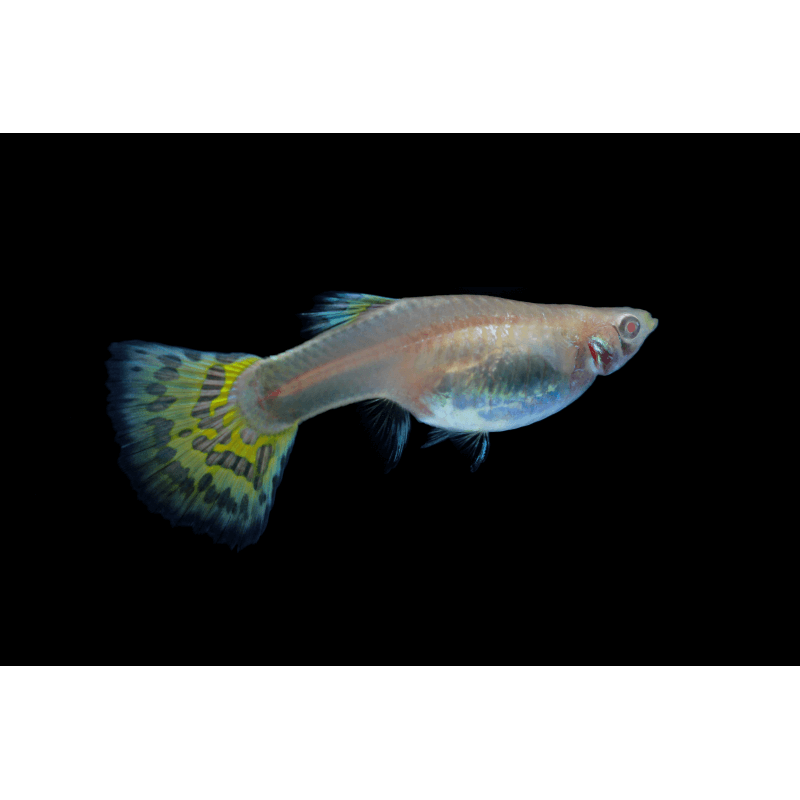 Poecilia reticulata guppy femelle mix color - Aquaplante