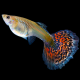 Poecilia reticulata guppy femelle mix color