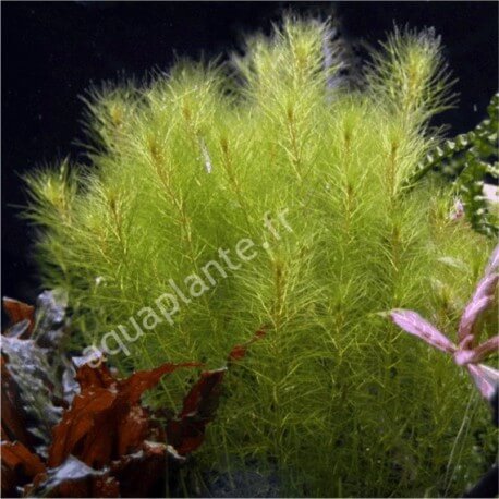 Myriophyllum Mezianum - Plante d'aquarium