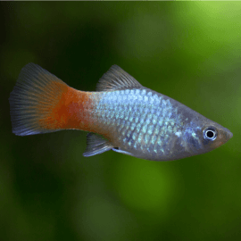 Xiphophorus maculatus - Platy femelle mix