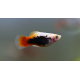 Xiphophorus maculatus - Platy femelle mix