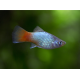 Xiphophorus maculatus - Platy mâle mix