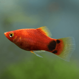 Xiphophorus maculatus - Platy mâle mix