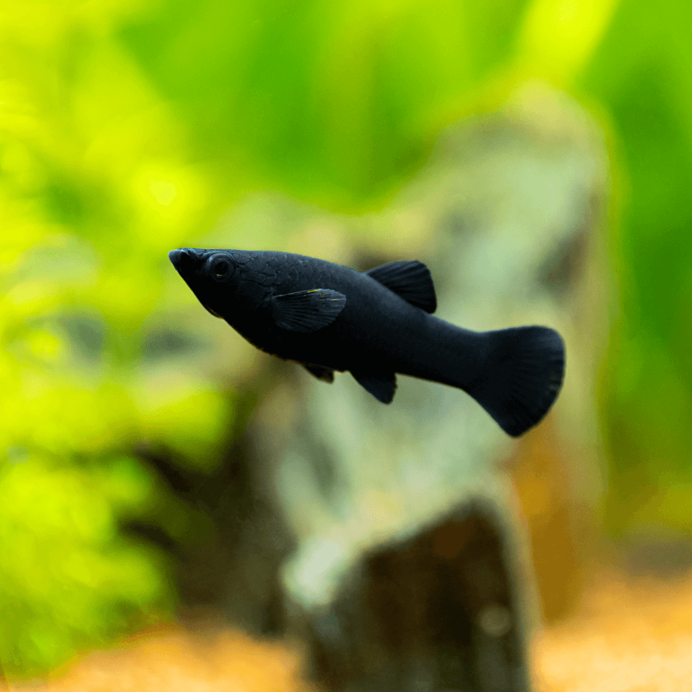 Le Molly (poisson) : ce que vous devez savoir – Poecilia sphenops