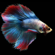 Betta splendens doubletail mix color