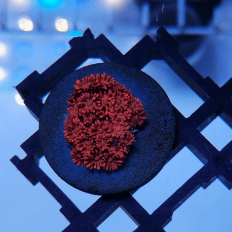 Goniopora sp. Metallic Red Frag