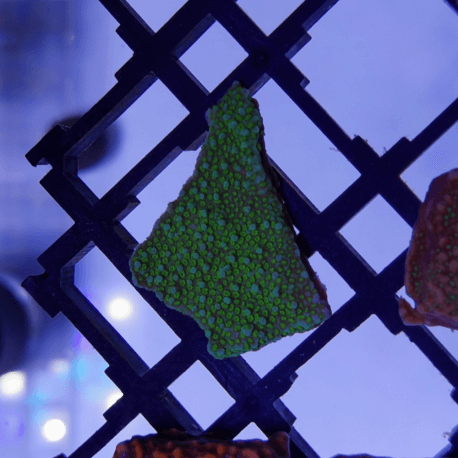 Montipora sp. Green Forest frag