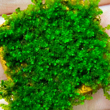 Bucephalandra moss