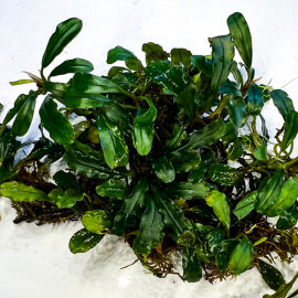 Bucephalandra toscania