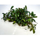 Bucephalandra toscania