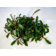 Bucephalandra mimosa