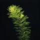 Myriophyllum Scabratum - Plante d'aquarium facile en bouquet