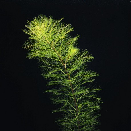 Myriophyllum Scabratum - Plante d'aquarium facile en bouquet