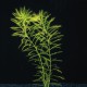 Myriophyllum Procerpinacoides - Plante d'aquarium en bouquet