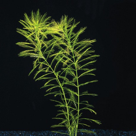 Myriophyllum Procerpinacoides - Plante d'aquarium en bouquet