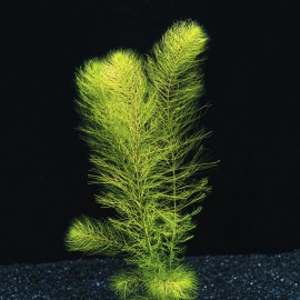 Myriophyllum Hippuroides