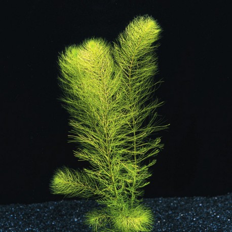 Myriophyllum Hippuroides - Plante d'aquarium en bouquet