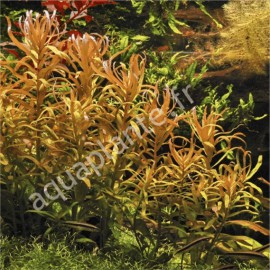 Nesaea Pedicellata - Plante d'aquarium colorée