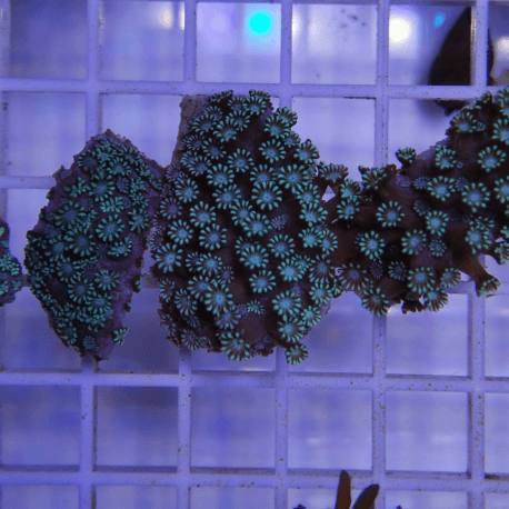 Alveopora sp. Blue-Green frag