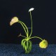Nymphoides Aquatica - Plante d'aquarium en bulbe