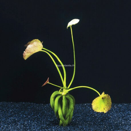 Nymphoides Aquatica - Plante d'aquarium en bulbe