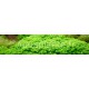 Hemianthus Callitrichoides Cuba - Plante d'aquarium gazonnante