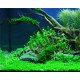 Hemianthus Callitrichoides Cuba - Plante d'aquarium gazonnante