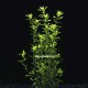 Hemianthus Micranthemoides - Plante d'aquarium