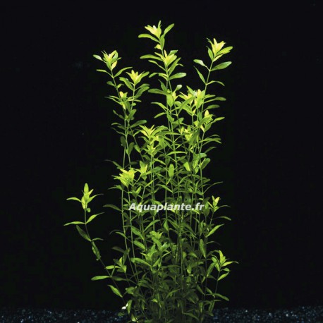 Hemianthus Micranthemoides - Plante d'aquarium