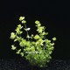 Micranthemum Ambrosum - Plante d'aquarium