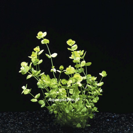 Micranthemum Ambrosum - Plante d'aquarium