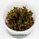 Rotala Macrandra Japan Tropica
