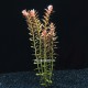 Rotala Rotundifolia - Plante d'aquarium colorée